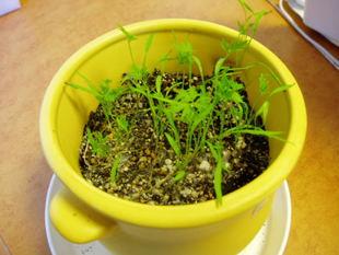 20100723carrot
