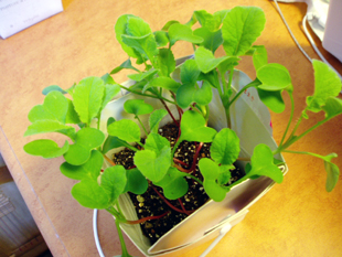 20100723radish