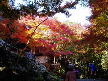 20101121momiji1