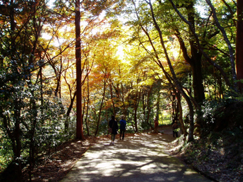 20101121momiji2