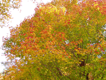 20101121momiji3