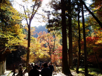 20101121momiji4