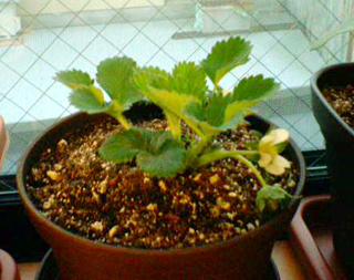 20110320ichigo