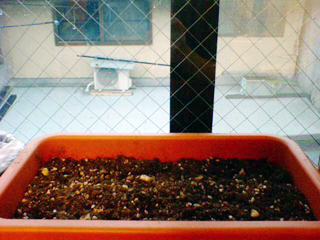 20110320kokabu