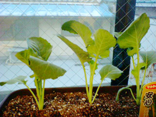 20110320kukiburo