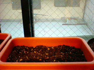 20110320radish