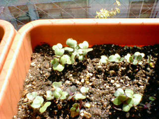 20110327daikon