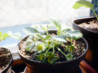20110327ichigo1