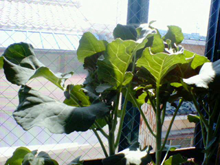 20110405blo