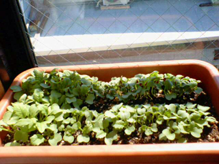 20110405kokabu