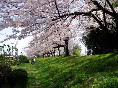 aikawazakura