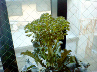 burokkori20110313