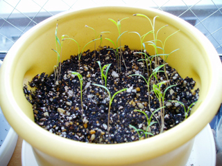 carrot20100717