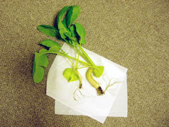daikon20101016