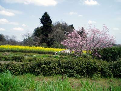 ibukijinjamaenohatake