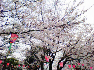 jascosakura2