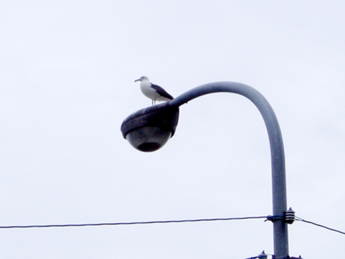 kamome