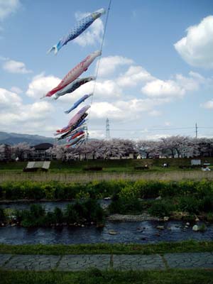koitosakura