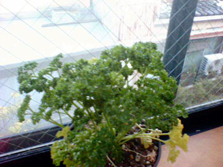 paseri20110313