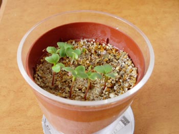 radish20100606