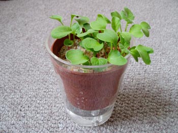 radish20100614