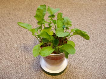 radish20100624