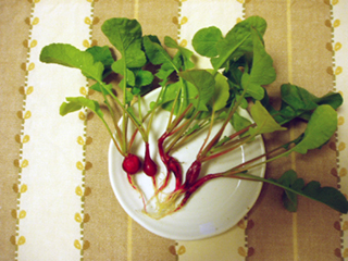 radish20100709