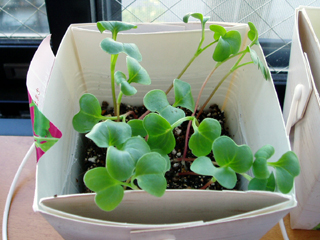 radish20100717