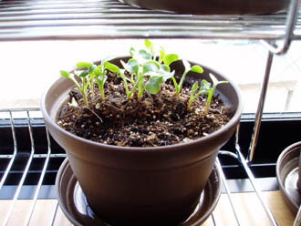radish20101012