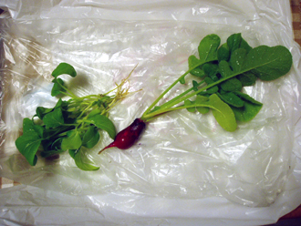 radish20101103
