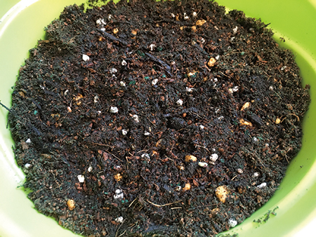 radish20170504