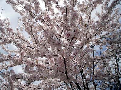 sakurazoom
