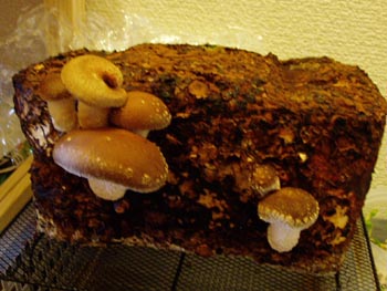 shitake20100614