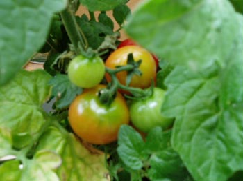 tomato20100614