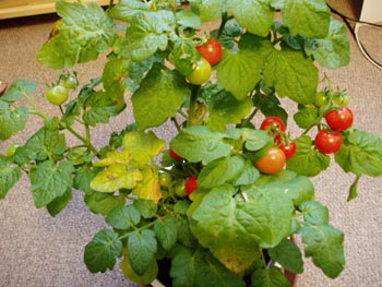 tomato20100624