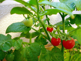 tomato20100726