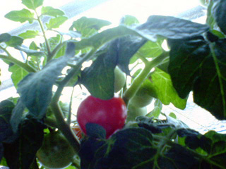 tomato20110527