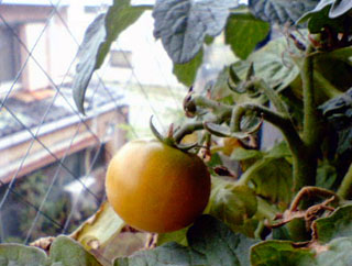 tomato20110615
