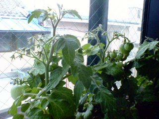 tomato20120507a