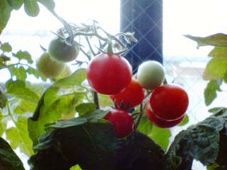 tomato20120603