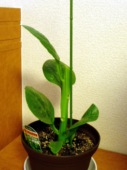 tsuru20100726b