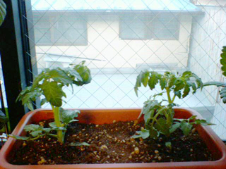 yellowtomato20110414